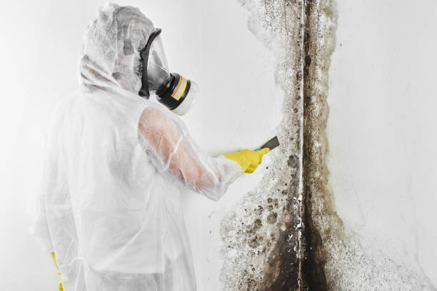 Best Commercial Mold Remediation in Ardsley, NY