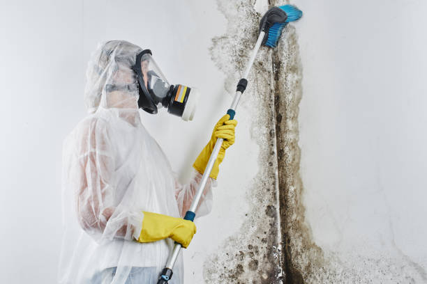 Best Attic Mold Remediation in Ardsley, NY