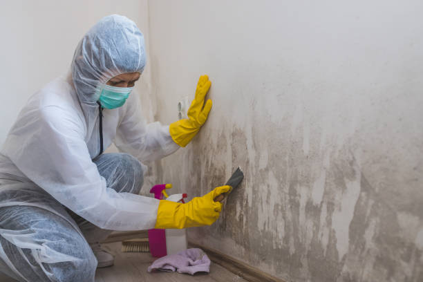 Best Basement Mold Remediation in Ardsley, NY