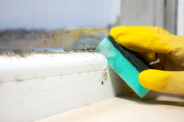Best Attic Mold Remediation in Ardsley, NY