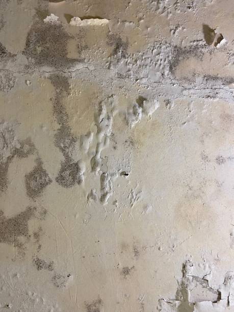 Best Insurance-Related Mold Remediation in Ardsley, NY