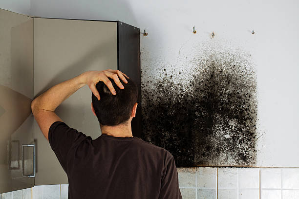 Best Mold Testing and Inspection Services in Ardsley, NY