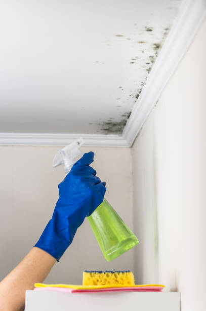 Best HVAC Mold Remediation in Ardsley, NY
